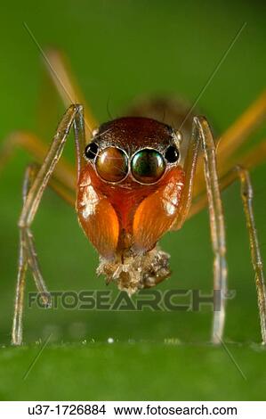 Female ant mimic spider View Large Photo Image Picture - Female ant mimic spider. Fotosearch