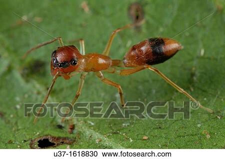 Stock Image - Female ant mimic spider. Fotosearch