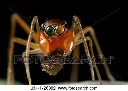 Female ant mimic spider View Large Photo Image Stock Image - Female ant mimic spider. Fotosearch