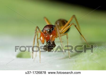 Female ant mimic spider View Large Photo Image Stock Photo - Female ant mimic spider. Fotosearch