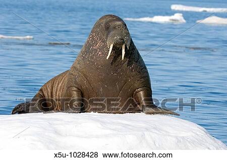 Female Atlantic walrus on ice floe View Large Photo Image Stock Photo - Female Atlantic walrus on ice floe. Fotosearch