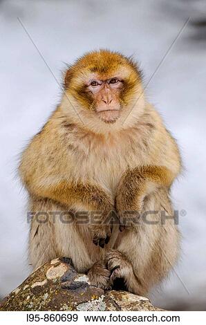 Female Barbay Macaque (Macaca sylvanus) sitting in the snow in winter at the cedar forest, Azrou, Morocco View Large Photo Image Stock Photo - Female Barbay Macaque (Macaca sylvanus) sitting in the snow in winter at the cedar forest, Azrou, Morocco. Fotosearch