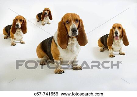 Female Basset Hound Norfolk UK June View Large Photo Image Stock Photograph - Female Basset Hound Norfolk UK June. Fotosearch