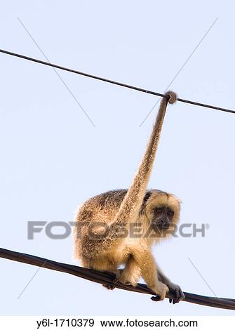 Stock Photo - Female Black howler Alouatta caraya in the cables of the electrical network, Chaco province, Argentina, South America. Fotosearch
