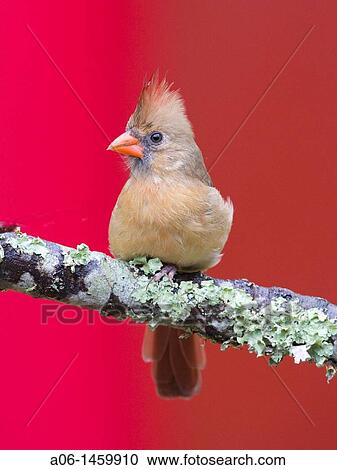 Female cardinal on perch View Large Photo Image Stock Image - Female cardinal on perch. Fotosearch