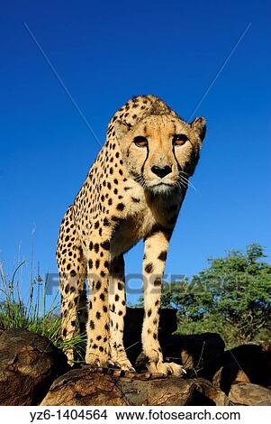 Female cheetah Acinonyx jubatus in early morning light Private game farm near Windhoek, Namibia View Large Photo Image Picture - Female cheetah Acinonyx jubatus in early morning light Private game farm near Windhoek, Namibia. Fotosearch