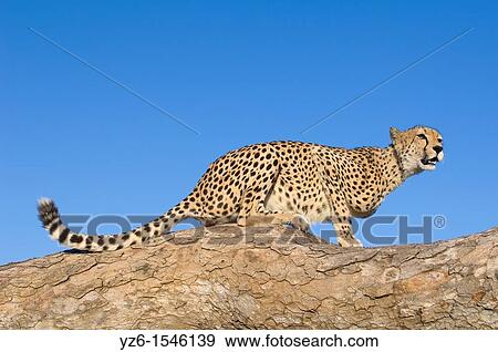 Female cheetah (Acinonyx jubatus) sitting on a tree, Greater Kruger Park, South Africa View Large Photo Image Stock Photo - Female cheetah (Acinonyx jubatus) sitting on a tree, Greater Kruger Park, South Africa. Fotosearch
