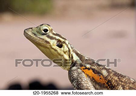 Female Common Agama, Agama agama, Brandberg, Erongo, Namibia. View Large Photo Image Stock Photo - Female Common Agama, Agama agama, Brandberg, Erongo, Namibia.. Fotosearch