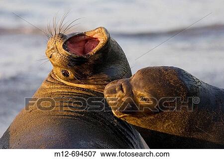 Female Elephant Seals fight for territory on San Simeon Beach California, USA View Large Photo Image Stock Photo - Female Elephant Seals fight for territory on San Simeon Beach California, USA. Fotosearch
