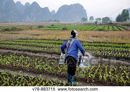Stock Photography - Female farmer watering the crops with two watering cans in Bai Dai, Bai Tu Long, Vietnam. Fotosearch