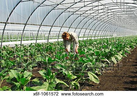 Female gardener at work in a greenhouse for egg plants, vegetable-growing area Grosses Moos, Seeland region, Switzerland View Large Photo Image Stock Image - Female gardener at work in a greenhouse for egg plants, vegetable-growing area Grosses Moos, Seeland region, Switzerland. Fotosearch