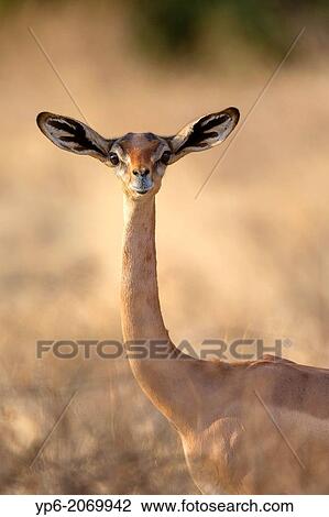female Gerenuk (Litocranius walleri), Samburu National Reserve, Kenya. View Large Photo Image Stock Image - female Gerenuk (Litocranius walleri), Samburu National Reserve, Kenya.. Fotosearch