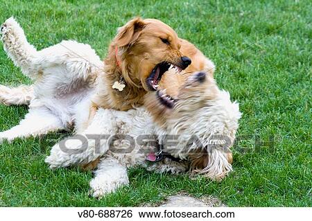 Female Golden Retriever and neutered Goldendoodle dogs playing not fighting St Paul Minnesota USA View Large Photo Image Stock Photograph - Female Golden Retriever and neutered Goldendoodle dogs playing not fighting St Paul Minnesota USA. Fotosearch