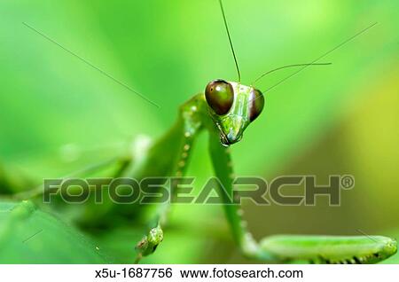 Female Green praying mantis THis insect even has a spot on its wing to resemble disease spots on the plants on which it feeds Hierodula sp View Large Photo Image Stock Photograph - Female Green praying mantis THis insect even has a spot on its wing to resemble disease spots on the plants on which it feeds Hierodula sp. Fotosearch