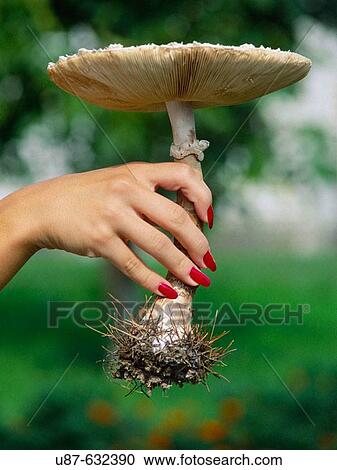 Stock Image - Female hand with a mushroom. Fotosearch