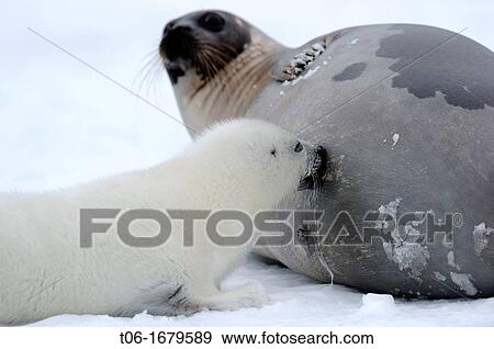 Stock Photo - Female harp seal nursing pup on ice Phoca groenlandicus Magdalen Islands, Quebec, Canada. Fotosearch