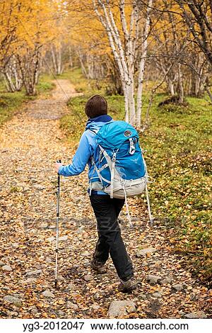 Female hiker hikes through autumn birch forest near Abisko at northern end of Kungsleden trail, Lappland, Sweden. View Large Photo Image Stock Photo - Female hiker hikes through autumn birch forest near Abisko at northern end of Kungsleden trail, Lappland, Sweden.. Fotosearch