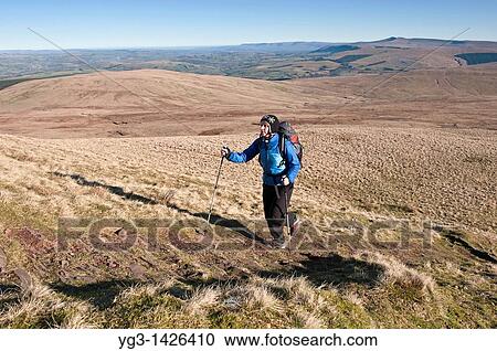 Female hiker hiking along Beacons way towards Fan Brycheiniog, Black Mountain, Brecon Beacons national park, Wales View Large Photo Image Stock Image - Female hiker hiking along Beacons way towards Fan Brycheiniog, Black Mountain, Brecon Beacons national park, Wales. Fotosearch