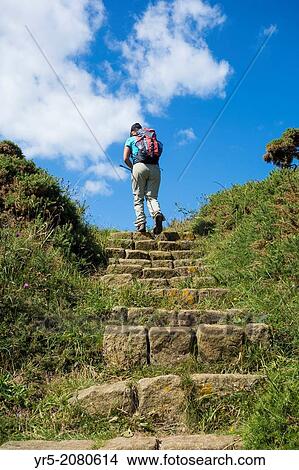 Picture - Female hiker on section of The Cleveland Way National Trail between Scarborough and Whitby on the North Yorkshire coast. England, United Kingdom.. Fotosearch