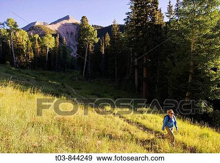 Female hiker on the Gold Basin trail in the La Sal mountains with Mount Tukuhnikivatz in the background near Moab, Utah View Large Photo Image Stock Photo - Female hiker on the Gold Basin trail in the La Sal mountains with Mount Tukuhnikivatz in the background near Moab, Utah. Fotosearch