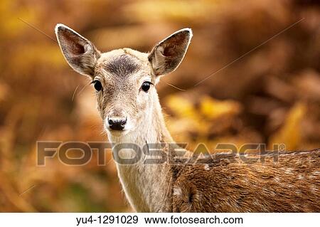 Female Hind Red Deer Cervus elaphus UK View Large Photo Image Stock Photo - Female Hind Red Deer Cervus elaphus UK. Fotosearch
