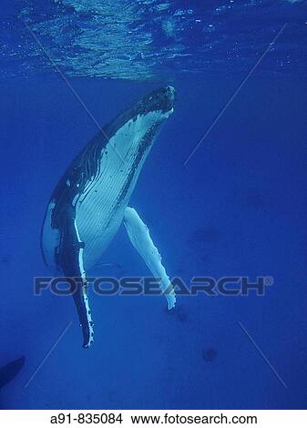 Female Humpback whale diving, underwater shot, Rurutu, Austral Islands, French Polynesia View Large Photo Image Picture - Female Humpback whale diving, underwater shot, Rurutu, Austral Islands, French Polynesia. Fotosearch