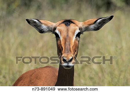Female Impala, Kruger National Park, Mpumalanga, South Africa View Large Photo Image Stock Photo - Female Impala, Kruger National Park, Mpumalanga, South Africa. Fotosearch