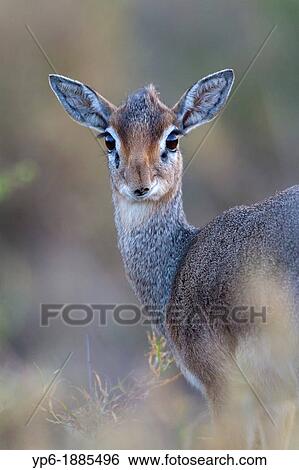 Stock Photograph - female Kirk's Dik-dik Madoqua kirkii, Serengeti National Park, Tanzania. Fotosearch