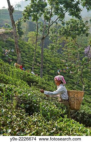 Female labor workers harvesting tea leaves in the tea plantation of the Glenburn Tea Estates in Darjeeling, first established in 1859. View Large Photo Image Picture - Female labor workers harvesting tea leaves in the tea plantation of the Glenburn Tea Estates in Darjeeling, first established in 1859.. Fotosearch