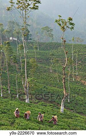 Female labor workers harvesting tea leaves in the tea plantation of the Glenburn Tea Estates in Darjeeling, first established in 1859. View Large Photo Image Stock Image - Female labor workers harvesting tea leaves in the tea plantation of the Glenburn Tea Estates in Darjeeling, first established in 1859.. Fotosearch