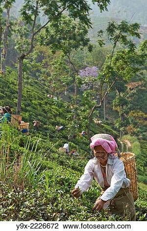 Female labor workers harvesting tea leaves in the tea plantation of the Glenburn Tea Estates in Darjeeling, first established in 1859. View Large Photo Image Stock Image - Female labor workers harvesting tea leaves in the tea plantation of the Glenburn Tea Estates in Darjeeling, first established in 1859.. Fotosearch