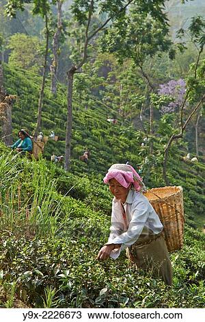 Female labor workers harvesting tea leaves in the tea plantation of the Glenburn Tea Estates in Darjeeling, first established in 1859. View Large Photo Image Stock Image - Female labor workers harvesting tea leaves in the tea plantation of the Glenburn Tea Estates in Darjeeling, first established in 1859.. Fotosearch