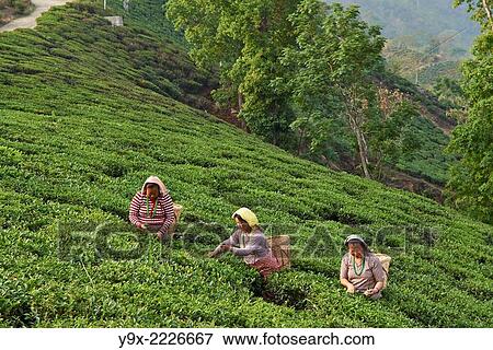 Female labor workers harvesting tea leaves in the tea plantation of the Glenburn Tea Estates in Darjeeling, first established in 1859. View Large Photo Image Stock Photo - Female labor workers harvesting tea leaves in the tea plantation of the Glenburn Tea Estates in Darjeeling, first established in 1859.. Fotosearch