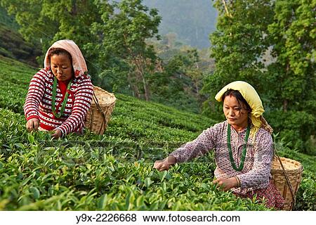 Female labor workers harvesting tea leaves in the tea plantation of the Glenburn Tea Estates in Darjeeling, first established in 1859. View Large Photo Image Stock Photo - Female labor workers harvesting tea leaves in the tea plantation of the Glenburn Tea Estates in Darjeeling, first established in 1859.. Fotosearch