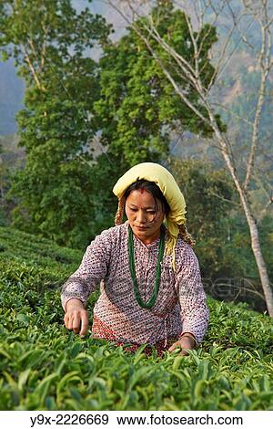 Female labor workers harvesting tea leaves in the tea plantation of the Glenburn Tea Estates in Darjeeling, first established in 1859. View Large Photo Image Stock Photo - Female labor workers harvesting tea leaves in the tea plantation of the Glenburn Tea Estates in Darjeeling, first established in 1859.. Fotosearch