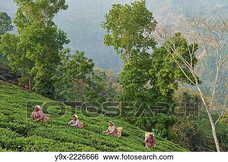 Female labor workers harvesting tea leaves in the tea plantation of the Glenburn Tea Estates in Darjeeling, first established in 1859. View Large Photo Image Stock Photograph - Female labor workers harvesting tea leaves in the tea plantation of the Glenburn Tea Estates in Darjeeling, first established in 1859.. Fotosearch