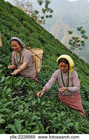 Female labor workers harvesting tea leaves in the tea plantation of the Glenburn Tea Estates in Darjeeling, first established in 1859. View Large Photo Image Stock Photography - Female labor workers harvesting tea leaves in the tea plantation of the Glenburn Tea Estates in Darjeeling, first established in 1859.. Fotosearch
