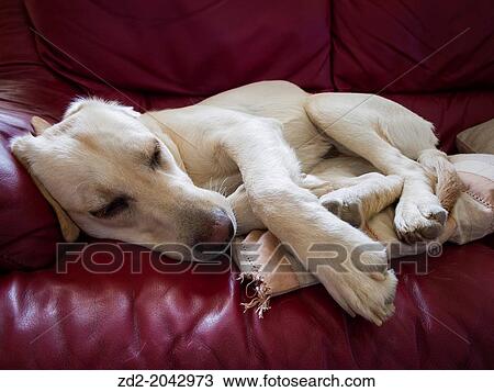 Female labrador Retriever resting on couch. Barcelona. Catalonia. Spain. View Large Photo Image Stock Image - Female labrador Retriever resting on couch. Barcelona. Catalonia. Spain.. Fotosearch