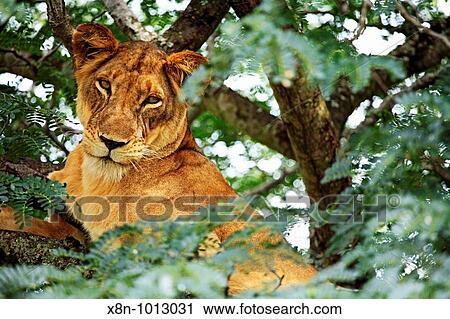 Female lion, Queen Elizabeth National Park, Uganda, East Africa View Large Photo Image Stock Image - Female lion, Queen Elizabeth National Park, Uganda, East Africa. Fotosearch