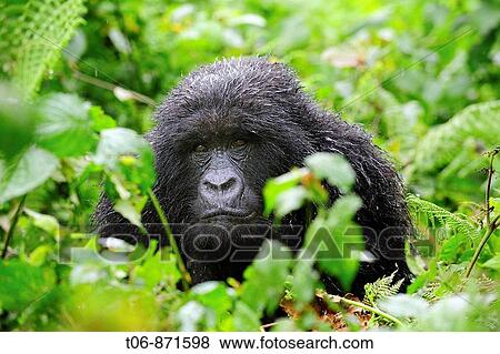 Female mountain gorilla in the rain (Gorilla beringei beringei) Volcanoes National Park, Rwanda, Africa View Large Photo Image Stock Photo - Female mountain gorilla in the rain (Gorilla beringei beringei) Volcanoes National Park, Rwanda, Africa. Fotosearch