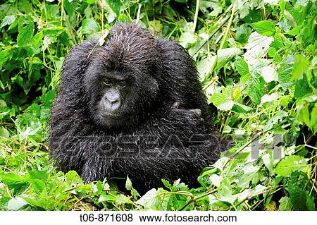 Female mountain gorilla protecting herself from the cold by putting the arms around her body (Gorilla beringei beringei) Volcanoes National Park, Rwanda, Africa View Large Photo Image Stock Photo - Female mountain gorilla protecting herself from the cold by putting the arms around her body (Gorilla beringei beringei) Volcanoes National Park, Rwanda, Africa. Fotosearch