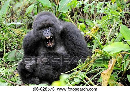 Female mountain gorilla with her baby (Gorilla beringei beringei) Volcanoes National Park, Rwanda, Africa View Large Photo Image Stock Image - Female mountain gorilla with her baby (Gorilla beringei beringei) Volcanoes National Park, Rwanda, Africa. Fotosearch