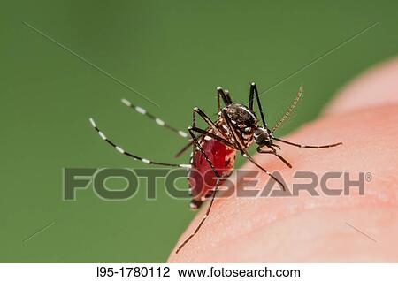 Stock Image - Female of the Asian Tiger Mosquito Aedes albopictus biting on human skin and bloodfeeding to generate a new egg batch Invasive, potentially disease-carrying species around the world, photographed in Catalonia, Spain, where it is present since 2004. Fotosearch