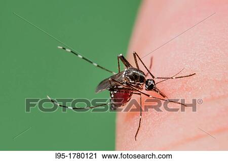 Stock Image - Female of the Asian Tiger Mosquito Aedes albopictus biting on human skin and bloodfeeding to generate a new egg batch Invasive, potentially disease-carrying species around the world, photographed in Catalonia, Spain, where it is present since 2004. Fotosearch