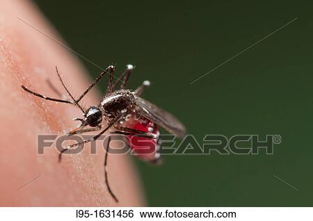 Stock Photograph - Female of the Asian Tiger Mosquito Aedes albopictus biting on human skin and bloodfeeding to generate a new egg batch Invasive, potentially disease-carrying species around the world, photographed in Catalonia, Spain, where it is present since 2004. Fotosearch