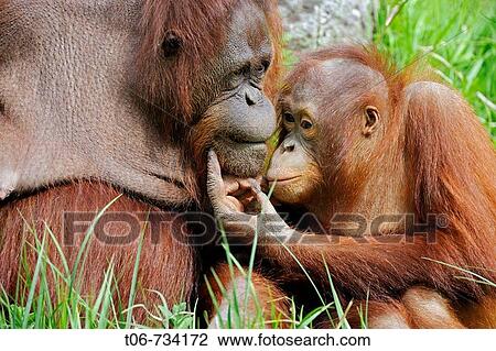 Female orang-utan and her young (Pongo pygmaeus pygmaeus) native to Borneo, captive, IUCN Red list Endangered EN View Large Photo Image Stock Image - Female orang-utan and her young (Pongo pygmaeus pygmaeus) native to Borneo, captive, IUCN Red list Endangered EN. Fotosearch