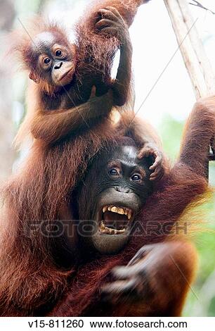 Female orangutan with her enfant in tree View Large Photo Image Stock Image - Female orangutan with her enfant in tree. Fotosearch