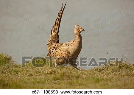 Female Pheasant Phasianus colchicus View Large Photo Image Stock Photo - Female Pheasant Phasianus colchicus. Fotosearch