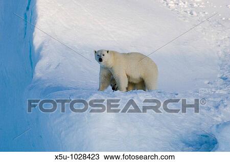 Female polar bear and five month old cub at iceberg Navy Board Lancaster Sound, Baffin Island The animals have been listed as at risk due to Climate change View Large Photo Image Stock Image - Female polar bear and five month old cub at iceberg Navy Board Lancaster Sound, Baffin Island The animals have been listed as at risk due to Climate change. Fotosearch