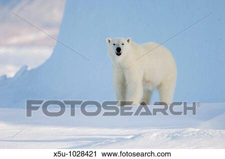 Female polar bear standing and scenting the air View Large Photo Image Stock Image - Female polar bear standing and scenting the air. Fotosearch